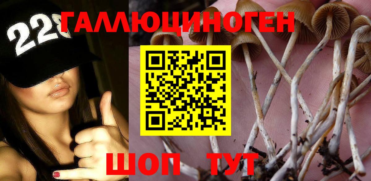 Галлюциногенные грибы Psilocybe Горно-Алтайск